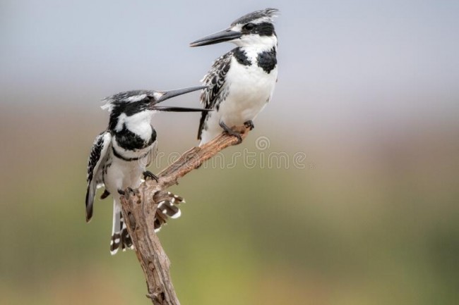 pied-kingfisher-couple-having-argument-pied-kingfisher-couple-having-argument-branch-177129543 (1).jpg